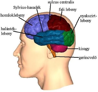 Neurológia - Az agyi vérkeringés szabályozása - MeRSZ