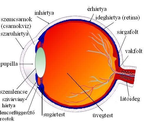 Emberi szem – Wikipédia