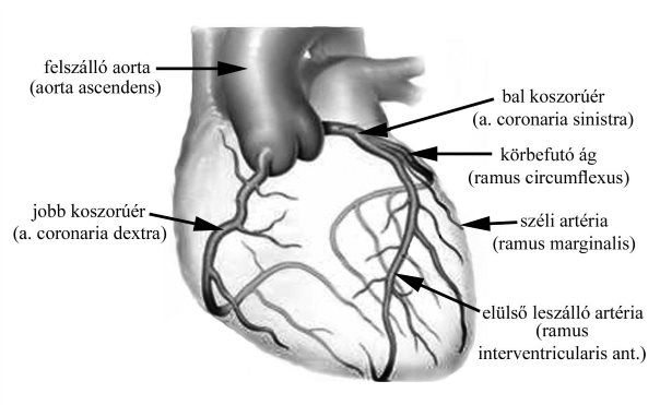 a bél aorták hatása a magas vérnyomásra köszvény és magas vérnyomás kombinációja